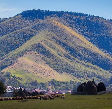 Picturesque Village In Transylvania เรอชินาริ ห้อง รูปภาพ